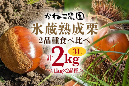 笠間の栗・かねこ農園の氷蔵熟成栗 食べ比べ1kg×2品種（3L） 栗 クリ くり 生栗 茨城県 笠間市 JO-009