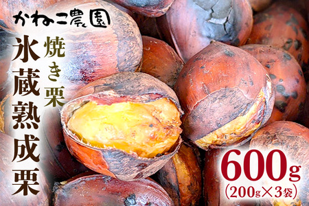 笠間の栗・かねこ農園の焼き栗 200g×3袋 栗 クリ くり 焼栗 茨城県 笠間市 JO-010