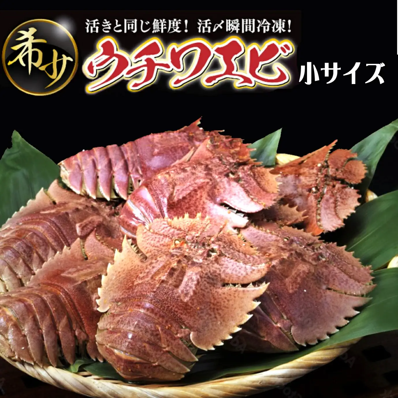 【ふるさと納税】ウチワエビ(小) 500g(6~7匹前後)  [S243] 【株式会社森海家】
