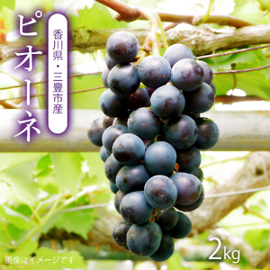【配送不可地域:北海道・沖縄県・離島】ピオーネ 三豊市産 2kg