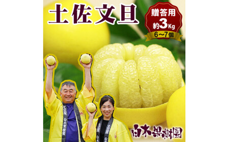 【先行予約】【果樹園直送】土佐文旦 特選品贈答用 約3kg L〜2Lサイズ 6〜7個入り〈2027年2月中旬〜3月下旬頃発送〉  /  ぶんたん ブンタン フルーツ 柑橘 みかん 果物 くだもの 柑橘類 デザート おやつ【白木果樹園】 [BQAI005]