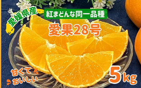 【2026年先行予約】愛果28号 5kg バラ詰め みかん 紅まどんなと同一品種 【12月上旬から順次発送予定】 農園直送 愛媛 数量限定 愛媛県産 人気 柑橘 伊予市｜C92