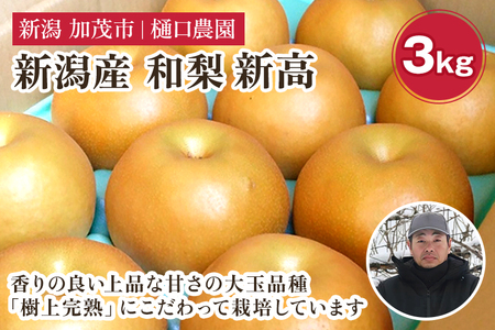 【2026年先行予約】和梨 新高 3kg（5～6玉）《10月上旬から順次発送》 果物 なし にいたか 梨 フルーツ 新鮮 ジューシー 産地 加茂市 樋口農園