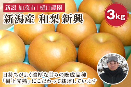 【2026年先行予約】和梨 新興 3kg（5～8玉）《10月下旬から順次発送》 果物 なし しんこう 梨 フルーツ 新鮮 ジューシー 産地 加茂市 樋口農園