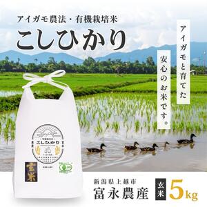 令和7年 新潟県産コシヒカリ 玄米 アイガモ農法 5kg 5キロ JAS有機栽培米 上越市 三和区神田 富永農産 送料無料 安全・安心こしひかり