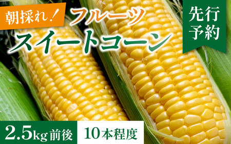 【先行予約】永平寺町産朝採れフルーツスイートコーン厳選　高糖度【2026年7月より順次発送】永平寺町 野菜 旬 お取り寄せ とうもろこし トウモロコシ コーン 味来９０ ピクニックコーン[A-050001]