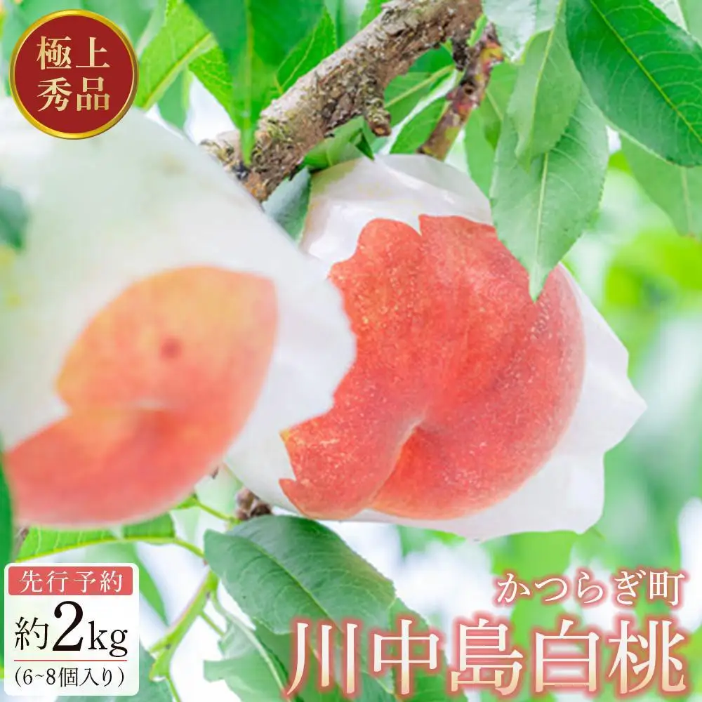 先行予約！［モモ］川中島白桃　約2kg 6～8個入［2026年7月末頃から順次発送］［秀品］こだわり農家厳選 ［KG13］桃