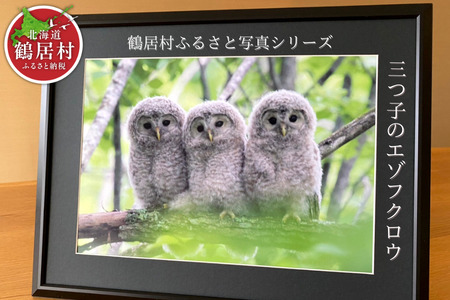 農場カメラマンが撮った鶴居村ふるさと写真シリーズ　【三つ子のエゾフクロウ】