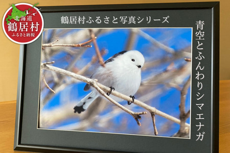 農場 カメラマン が撮った 鶴居村 ふるさと 写真シリーズ　【青空とふんわり シマエナガ 】