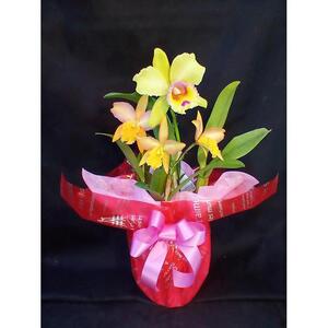カトレア　寄植え