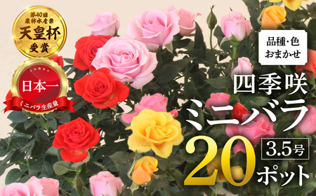 産地直送 おまかせミニバラ20鉢詰め合わせ [11月～4月 お届け] 大容量 品種おまかせのため 訳あり 訳アリ 四季咲き バラ 花 ガーデニング 生産量 日本一 天皇杯 3.5号 ポット苗 ※沖縄 離島配送不可 薔薇 セントラルローズ