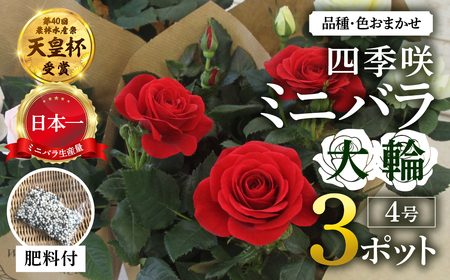 産地直送 おまかせ 大輪系 ミニバラ3鉢詰め合わせ [11月～4月 お届け] 品種おまかせのため 訳あり 訳アリ 四季咲き ミニバラ 花 ガーデニング 生産量 日本一 天皇杯 4号 ポット苗 肥料付 ※沖縄 離島配送不可 薔薇 セントラルローズ