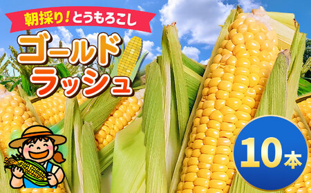 朝採り トウモロコシ 「 ゴールドラッシュ 」10本 愛彩畑 | 7月上旬より順次発送 | とうもろこし 