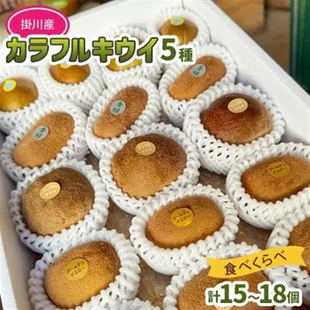 掛川産 カラフルキウイ 5種・15個～18個セット:キウイフルーツカントリーJapan　5887【配送不可地域：離島・北海道・沖縄県・四国・九州】【1652650】
