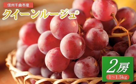 【2026年先行予約】ぶどう クイーンルージュ® 1~1.5kg(2房)|クイーンルージュ
