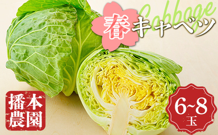 【先行予約2027年2月～5月頃お届け】播本農園の春キャベツ 6～8玉 キャベツ 春キャベツ ジューシー 野菜 サラダ 食品 四国 F5J-899