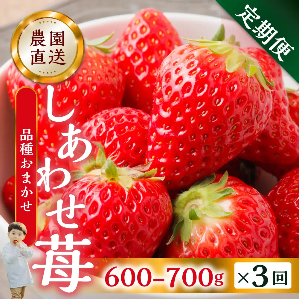 【定期便3回】【2027年1月より発送開始】自宅用 いちご 品種おまかせ 600-700g ×3回 [しあわせ苺] サイズ バラバラ 品種おまかせ （紅ほっぺ/よつぼし/かおり野）訳あり 訳アリ 農園直送｜フルーツ 果物 イチゴ 苺 人気 簡易梱包 家庭用 産地直送 いちご こだわりの 甘さ 岐阜県 本巣市 先行予約 [mt208] family農園watanabe