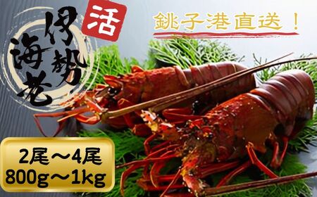 【 伊勢海老 】 活伊勢海老 800g ～ 1kg