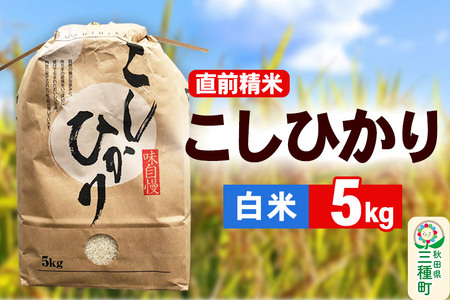 【精米】こしひかり 5kg（5kg×1袋）令和7年産 米 秋田県 三種町産