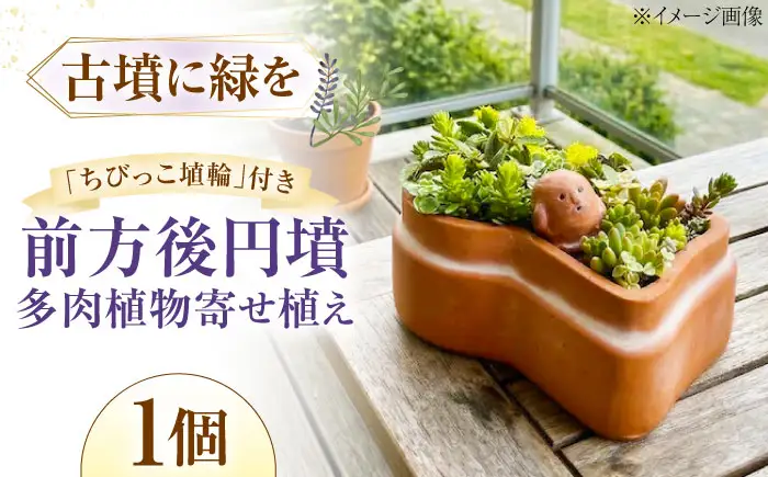 多肉植物 寄せ植え 前方後円墳型 多肉植物 BLAW008