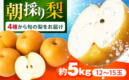 【2026年9月～発送】長崎県産 朝採り旬の梨 約5kg 12玉～15玉 / 梨 ナシ なし フルーツ 果物 / 大村市 / 産直松吉 [ACZC007]