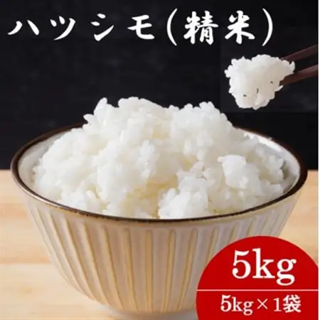 令和7年産　岐阜県産ハツシモ(精米)5kg  国産 米_ 精米 米 _【配送不可地域：離島】【1540832】