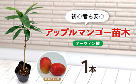 アップルマンゴー苗木1本(アーウィン種)2026年発送 アップル マンゴー 苗 お祝い アーウィン種 アーウィン 苗木 果物 果実 育てやすい インテリア 鉢植え 観葉植物 植物 観賞用 グリーン ギフト 贈り物 プレゼント 沖縄