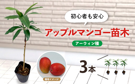 アップルマンゴー苗木3本(アーウィン種)2026年発送 アップル マンゴー 苗 お祝い アーウィン種 アーウィン 苗木 果物 果実 育てやすい インテリア 鉢植え 観葉植物 植物 観賞用 グリーン ギフト 贈り物 プレゼント 沖縄