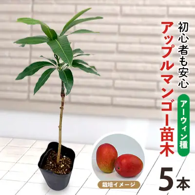 アップルマンゴー苗木5本(アーウィン種)2026年発送 アップル マンゴー 苗 お祝い アーウィン種 アーウィン 苗木 果物 果実 育てやすい インテリア 鉢植え 観葉植物 植物 観賞用 グリーン ギフト 贈り物 プレゼント 沖縄