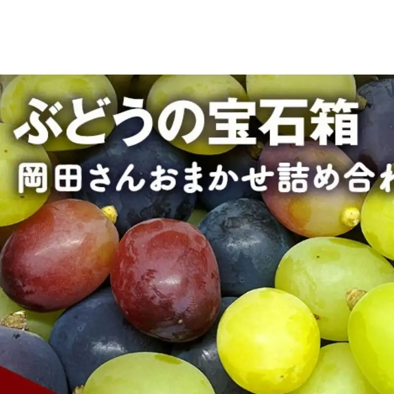 【2026年9月～発送】ぶどう ぶどうの宝石箱  岡田さんおまかせ詰め合わせ家庭用粒入れ約1.5kg 山ノ内町産 ブドウ 葡萄