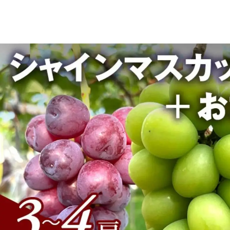 【2026年9月～発送】ぶどう シャインマスカット + おまかせ1種 約1.5kg（3?4房）山ノ内町産 ブドウ 葡萄 マスカット