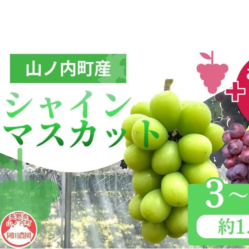 【2026年9月～発送】ぶどう シャインマスカット + おまかせ2種 約1.5kg（3?4房）山ノ内町産 ブドウ 葡萄 マスカット