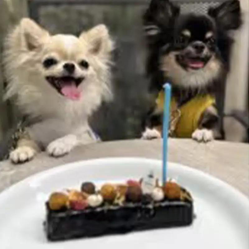 ザッハトルテ（犬用）【ペットフード ペット 動物 犬 餌 エサ 小型犬 愛犬 愛犬家 愛犬用 おやつ デザート 手作り タルト ケーキ 健康 おやつ 犬用 ペット用 ご褒美 福岡県 筑前町 ふるさと納税 冷凍 送料無料 CH022】