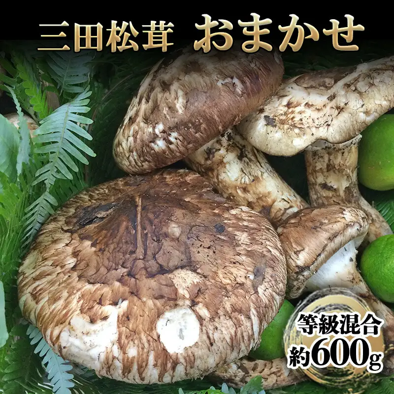【ふるさと納税】 三田 松茸 おまかせ (等級混合約600g) まつたけ 秋の味覚 きのこ キノコ 旬の野菜 贈答品 お歳暮 新年 年末 贈り物 ギフト 食品 ギフト  ふるさと納税 ふるさと 人気 おすすめ 送料無料 兵庫県 三田市 [3d28bae460000]