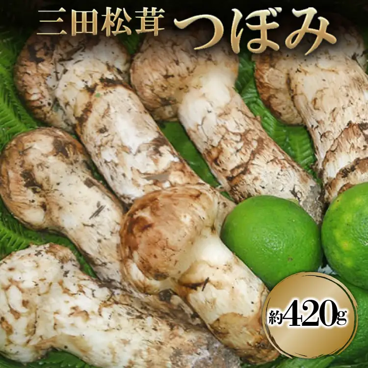 【ふるさと納税】 三田 松茸 つぼみ 約420g まつたけ 秋の味覚 きのこ キノコ 旬の野菜 贈答品 お歳暮 新年 年末 贈り物 ギフト 食品 ギフト  ふるさと納税 ふるさと 人気 おすすめ 送料無料 兵庫県 三田市 [3d28bae460001]