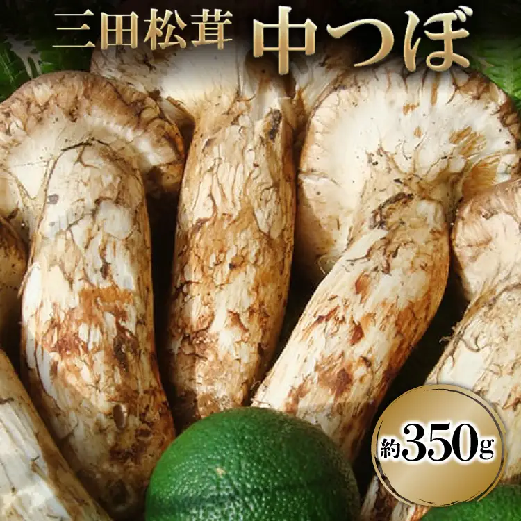 【ふるさと納税】 三田 松茸 中つぼ 約350g まつたけ 秋の味覚 きのこ キノコ 旬の野菜 贈答品 歳暮 お歳暮 新年 年末 贈り物 ギフト 食品 ギフト  ふるさと納税 ふるさと 人気 おすすめ 送料無料 兵庫県 三田市 [3d28bae460002]