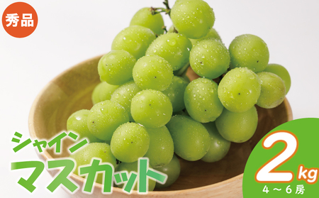 【マスカット】【2026年発送分先行予約】 秀品 約2kg (4~6房) 【AIS0131】