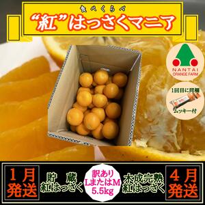 1・4月発送 全2回 定期便 紅はっさく マニア 貯蔵 ＆ 木成完熟 訳あり傷多め L または M 5.5kg 茶箱 和歌山 有田 南泰園