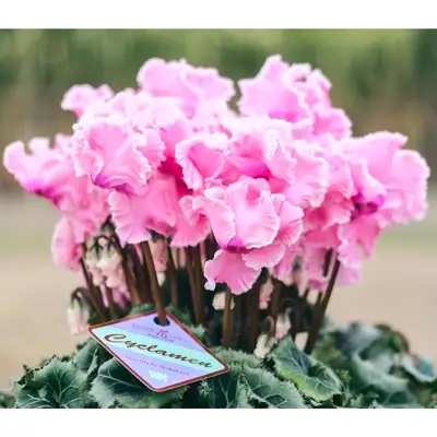 フリンジ咲きシクラメン５.５号鉢【花 お花 フラワー 冬 季節 ガーデン ガーデニング 鉢植え 庭 シクラメン プレゼント ギフト 植物 鑑賞用 観賞用】