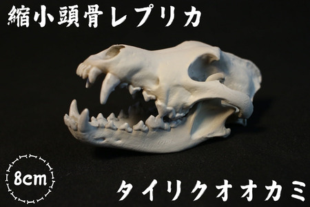 8cm] 【タイリクオオカミ】 縮小頭骨レプリカ / レプリカ 標本