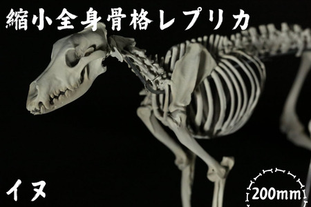 【イヌ 】 縮小 全身骨格レプリカ    /    レプリカ 標本 コレクション プラモデル 動物標本 頭骨レプリカ 犬  フィギュア インテリア 模型 動物 博物館 骨格 頭蓋骨 ミニチュア 3Dプリント 【anf003A】