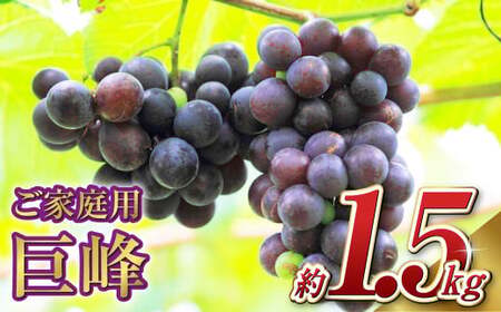 先行予約 巨峰 5パック 約1.5kg ご家庭用 ぶどう ブドウ フルーツ 果物 くだもの 【2026年7月上旬～8月下旬まで発送】