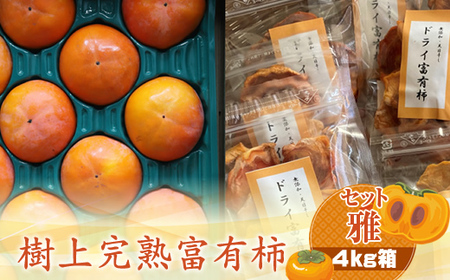 【先行予約】樹上甘熟富有柿 【セット雅】4kg箱　〈出荷時期：2026年11月15日～2026年12月10日出荷終了〉【 柿 かき フルーツ 神奈川県 海老名市 】