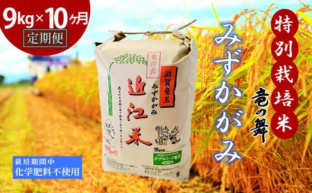 【定期便10回コース】 米 みずかがみ 白米 9kg×10回 2025年産 竜の舞 化学肥料不使用 特別栽培米 玄米 時容量 10kg × 10ヶ月 国産 安心 安全 近江米 米 お米 白米 お弁当 玄米 産地直送 滋賀県 竜王町 送料無料