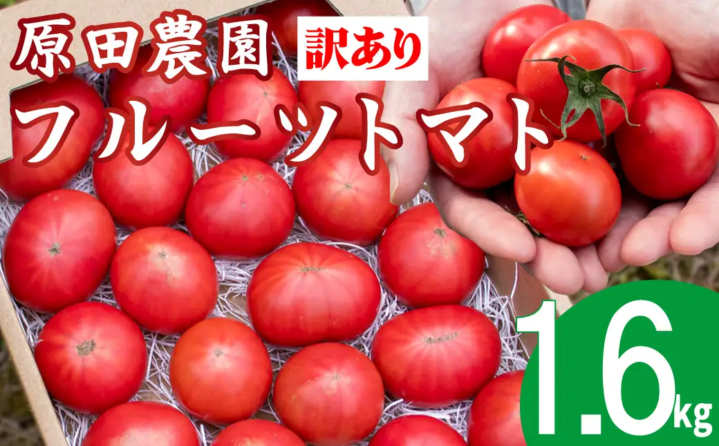 【2026年12月下旬～順次発送】＜訳あり フルーツトマト 原田農園 約1.6kg 箱入＞ 桃太郎 家庭用 ワケあり 変形 キズあり 高知県 佐川町　