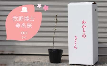 【2027年3～4月ごろ発送分予約受付中】稚木の桜 ワカキノサクラ ミニ桜 苗木 牧野博士命名種 1鉢