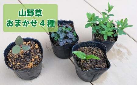 【ふるさと納税】＜ヤマシャクヤク+種から育てた（内容お任せ）山野草3種 全4種4鉢（9cmポット）＞山野草福袋 多年草 一年草 二年草 植物の町佐川町から直送 らんまん 朝ドラ 牧野富太郎 植物博士 庭 花 草木 芍薬