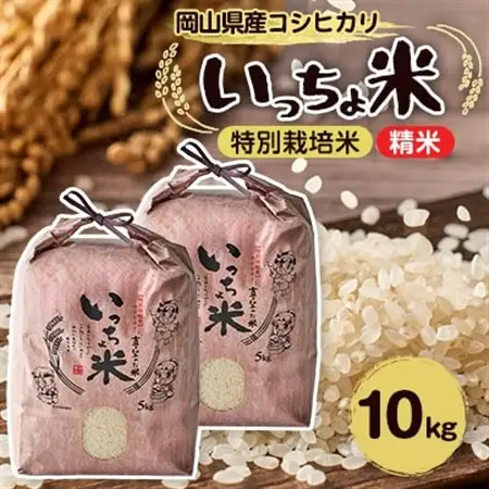 コシヒカリ　いっちょ米(5kg×2袋)_ 精米 米 _【1536084】