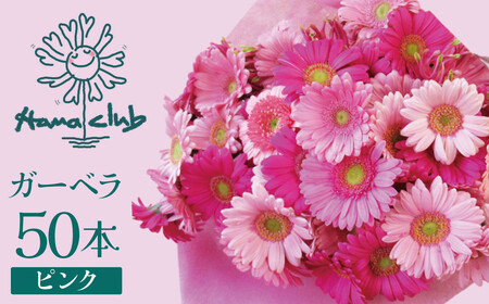 【ラッピング付】生花 ピンクガーベラ の花束 50本 日付指定可能 ギフト プレゼント ラッピング 産地直送 インテリア お花 フラワー ボリューム満点 H193-013