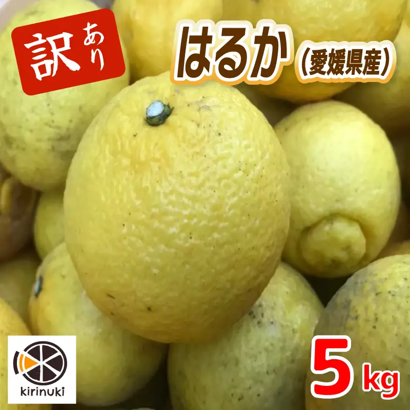 【2027年1月中旬頃から順次発送】はるか 5キロ（ 訳あり ）|  みかん ミカン 蜜柑 柑橘  愛媛県産 甘い 愛媛みかん フレッシュ おいしい フルーツ 規格外 わけあり 産地直送 果物 数量限定 国産 くだもの 愛媛県 松山市 【KR007】
